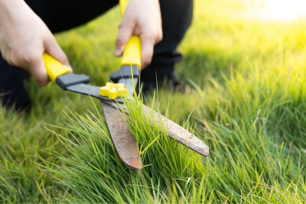 Cut the lawn short but avoid scalping.